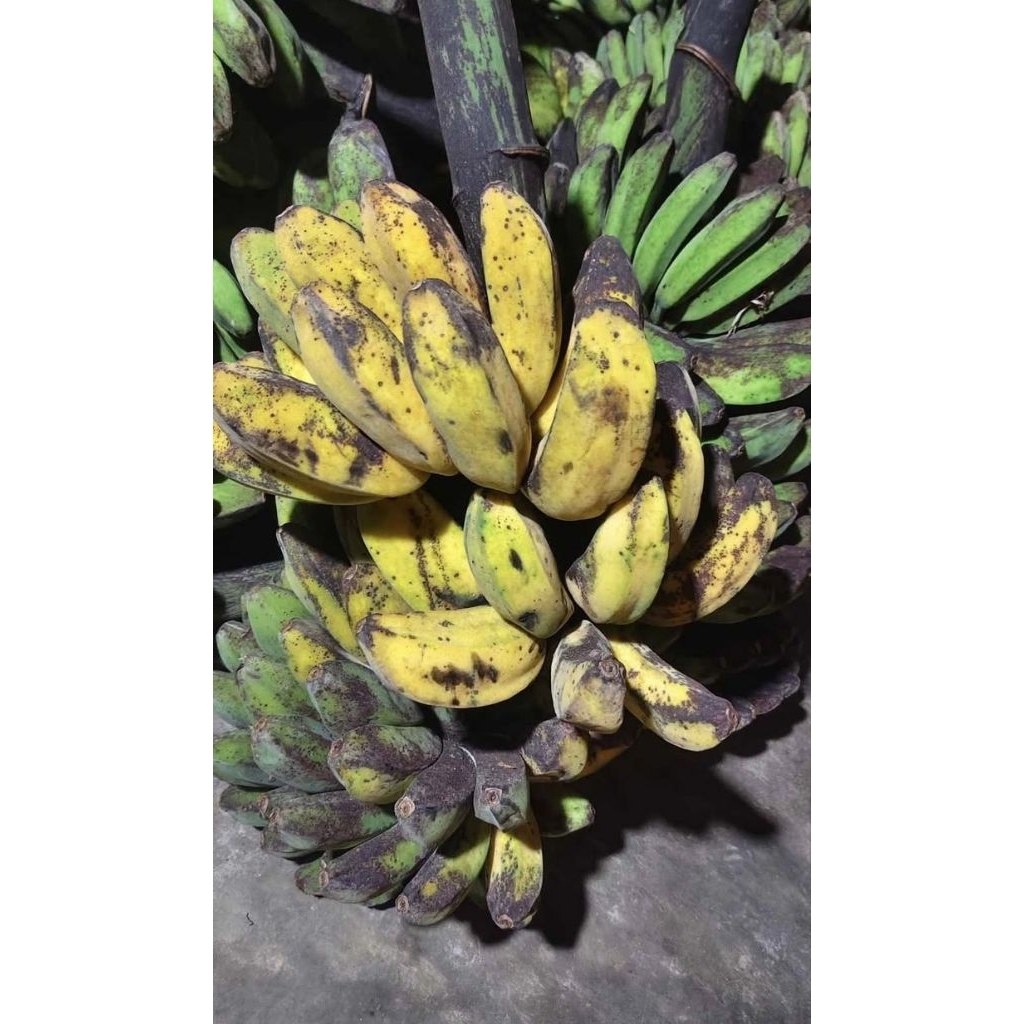 Pisang Kepok Kuning