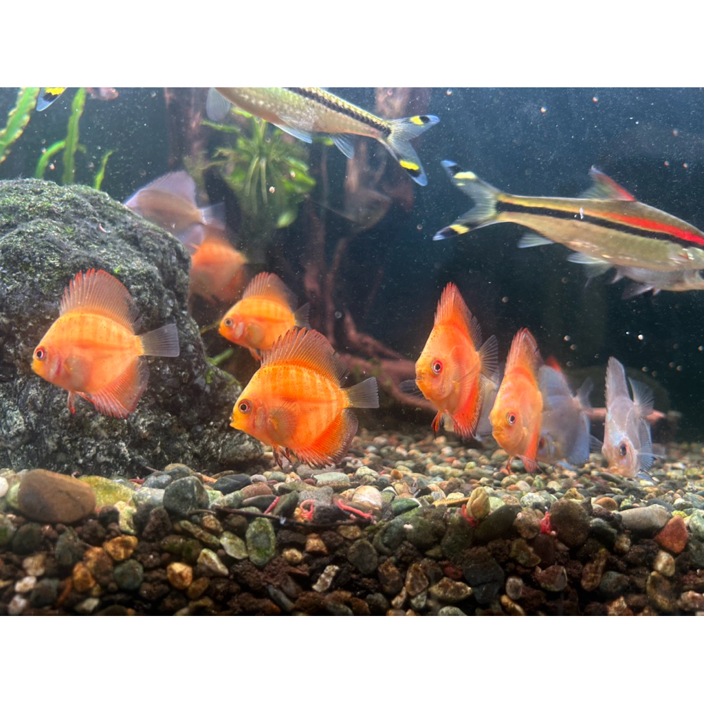 ikan hias Discus ukuran 2-3 jari 2 in Rendom Red pegeon dan Yellow Gloden