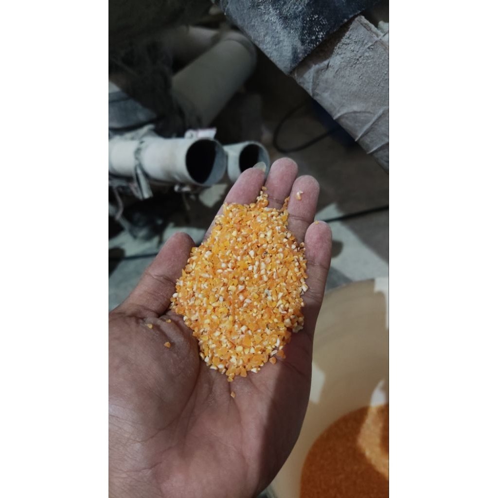 Jagung pecah, beras jagung, katul jagung