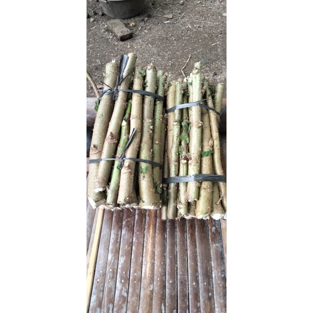 singkong papua
