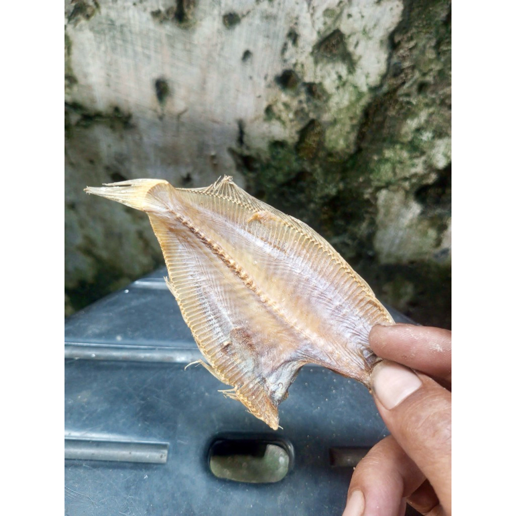 ikan sebelah kering ikan pihi super kualitas ekspor bumbu masakan alami