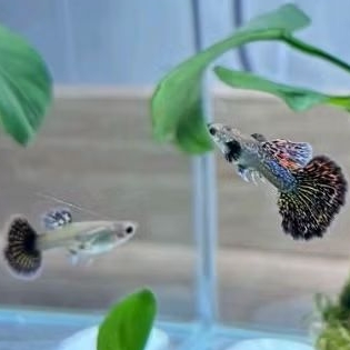 Red dragon guppy