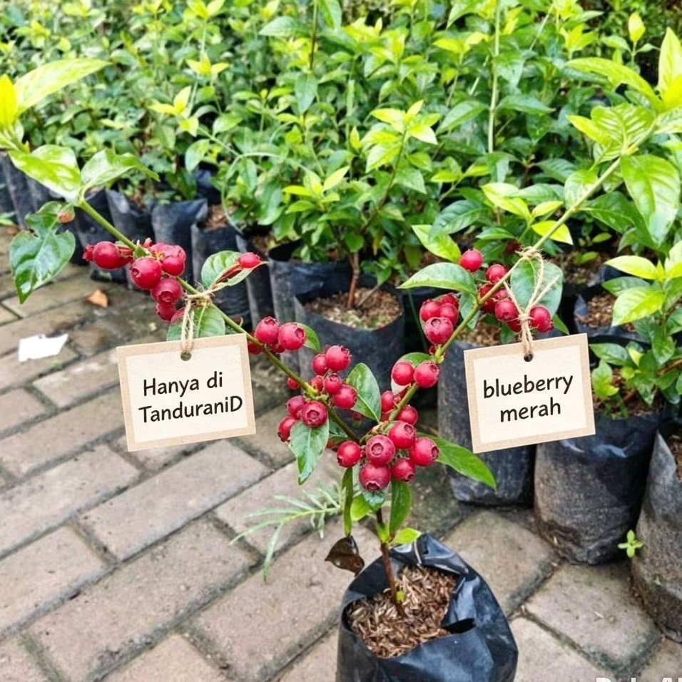 bibit blueberry merah cangkok cepat berbuah / janfruit merah