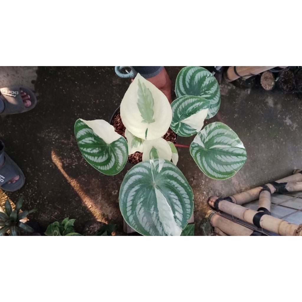 peperomia watermelon variegata mutasi putih