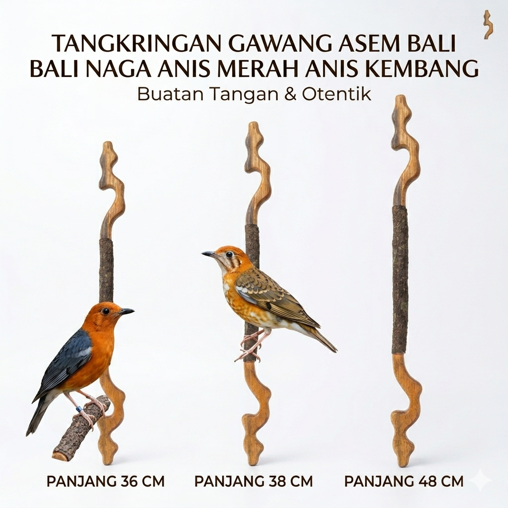 TANGKRINGAN ANIS  ASEM BALI GAWANG NAGA / TANGKRINGAN ANIS MERAH KEMBANG ( ASEM BALI )