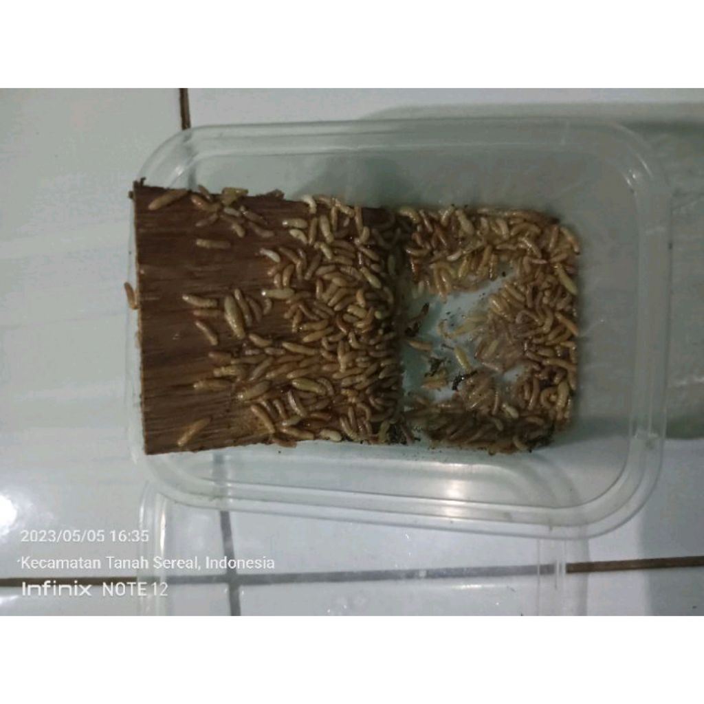 Pua/poa,rengas