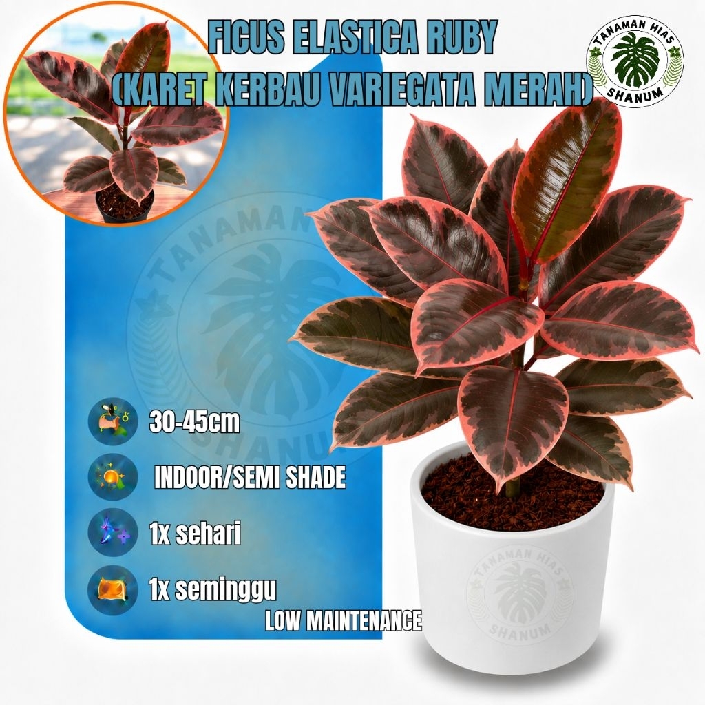 Tanaman hias indoor ficus elastica red ruby / karet kebo varigata merah / ficus elastica variegata /