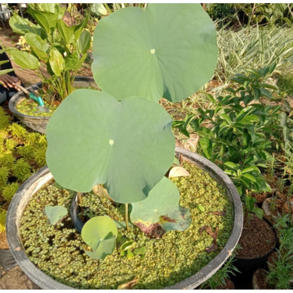pot semen ukuran 60cm/pot lotus