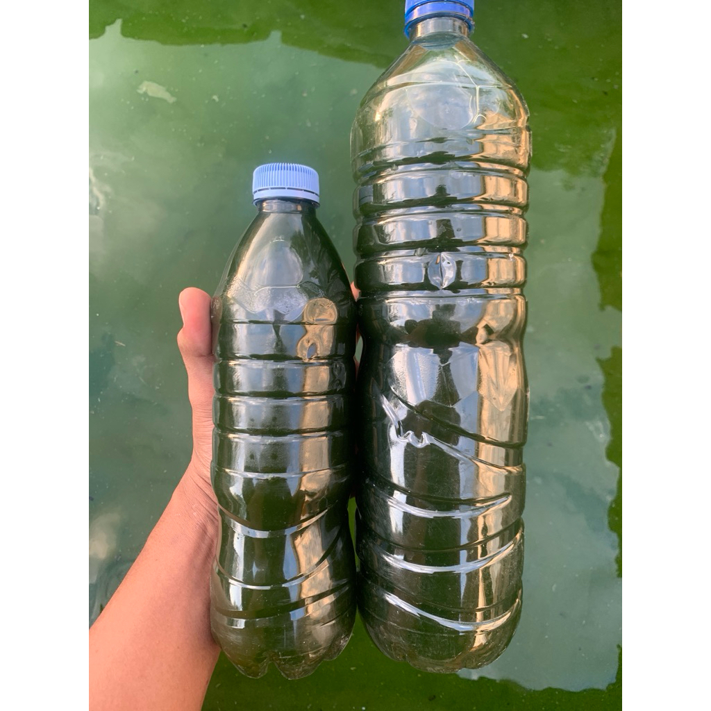 Chlorella / Phytoplankton / Green Water Chlorella
