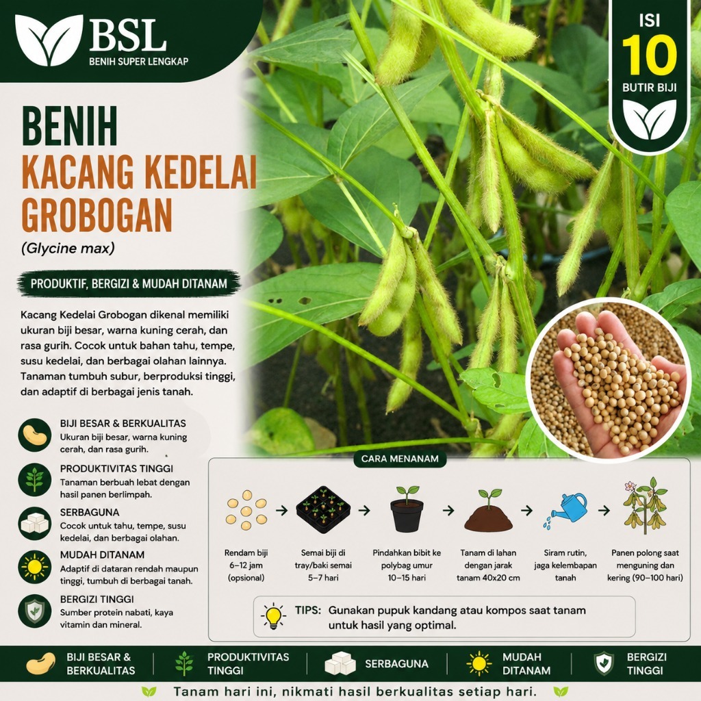 ( 10 Butir ) Benih Biji Kacang Kedelai Grobogan | Kedelai Grobogan | UKI BIBIT