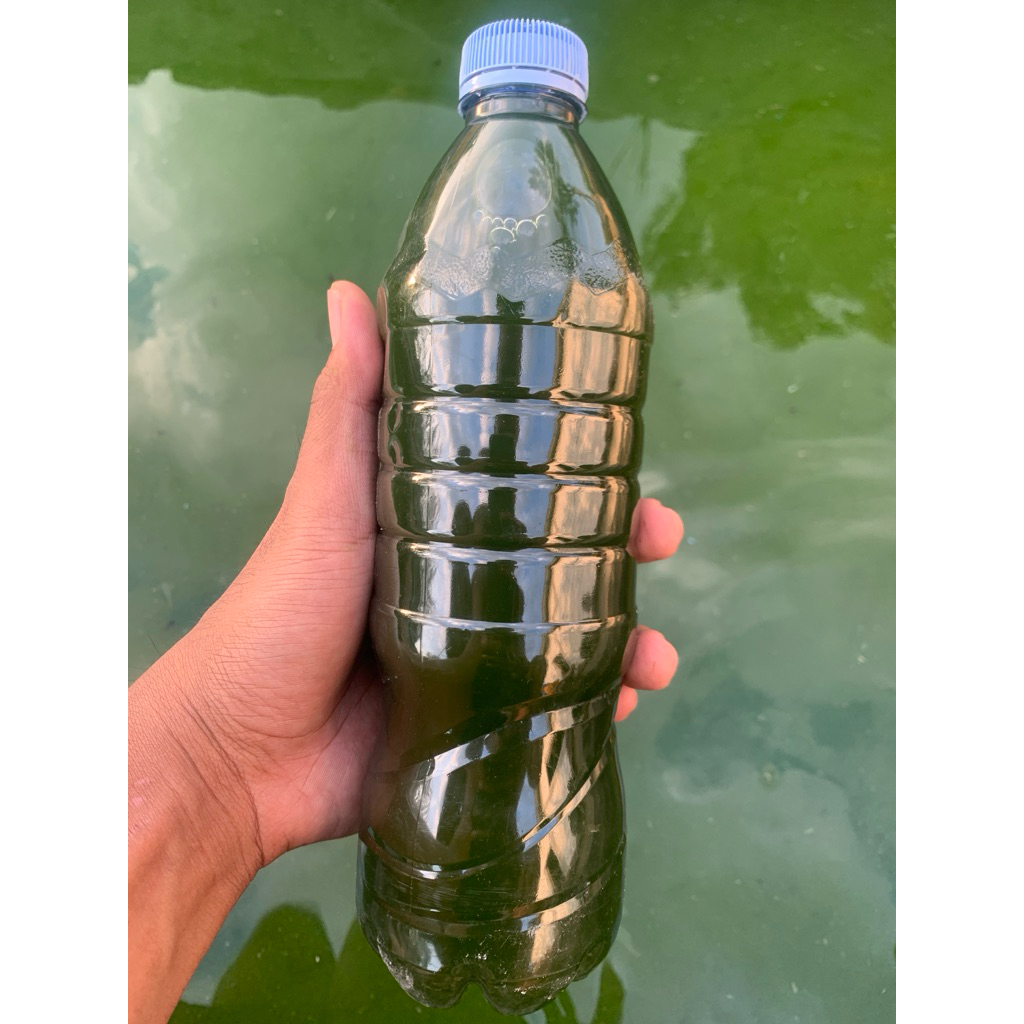 Chlorella 600ml / Green Water Chlorella/ Air Hijau Chlorella Terjangkau