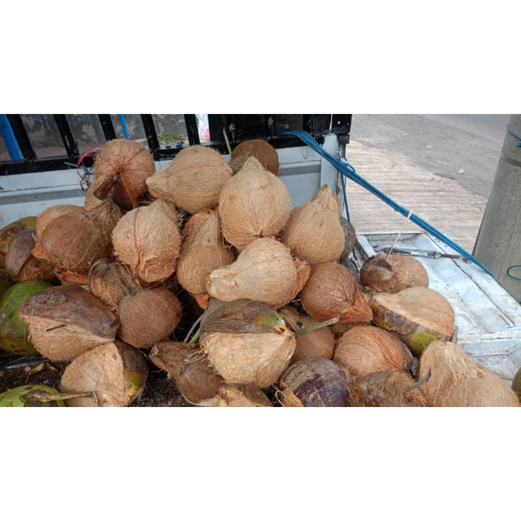 Kelapa Tua Untuk Santan dan Urap