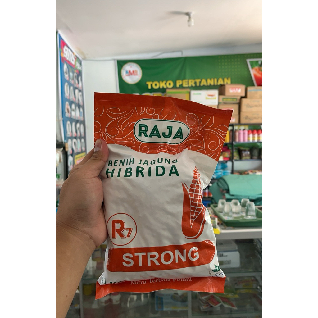 Benih Jagung Hibrida - R7 Strong - 1 Kg