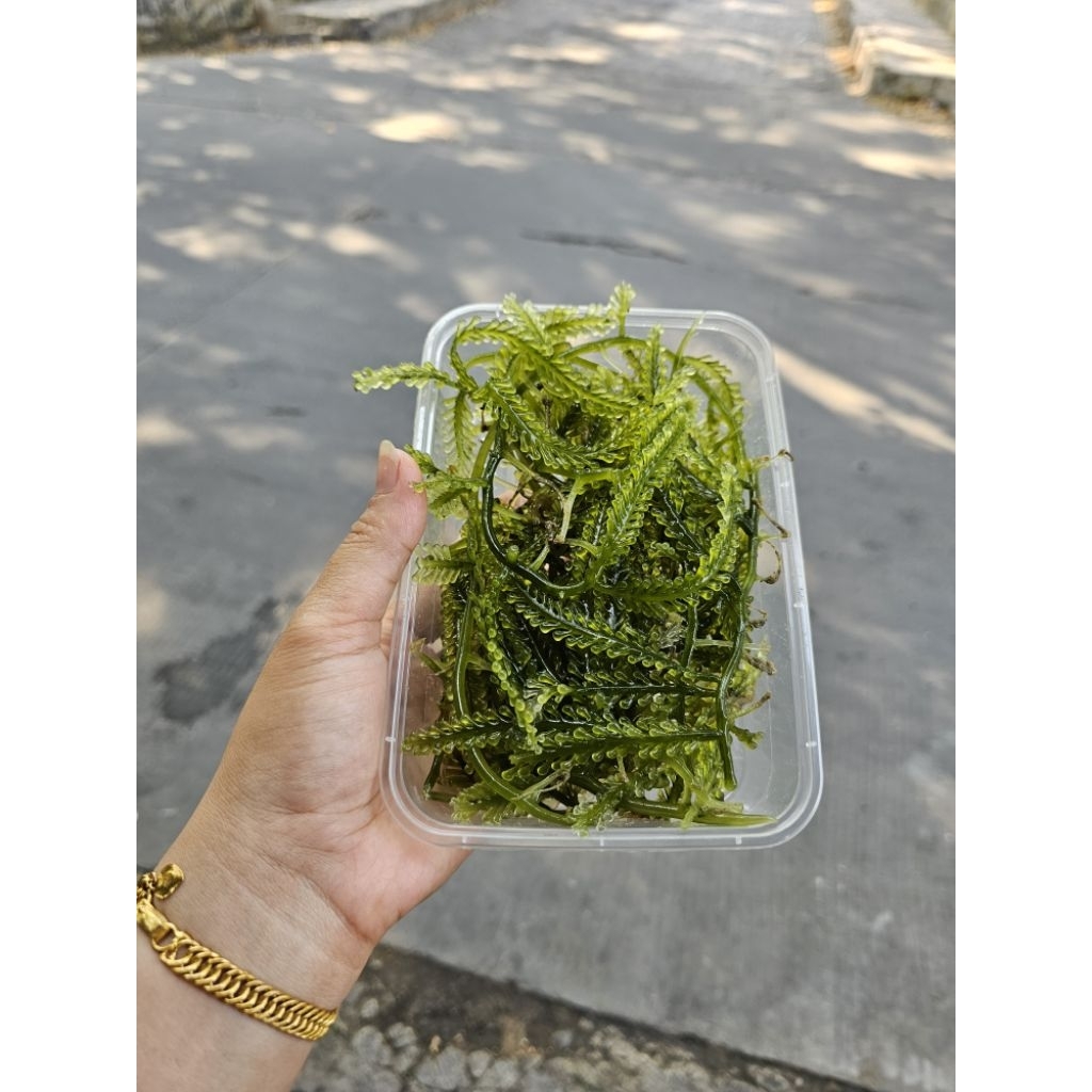 anggur laut/rumput laut