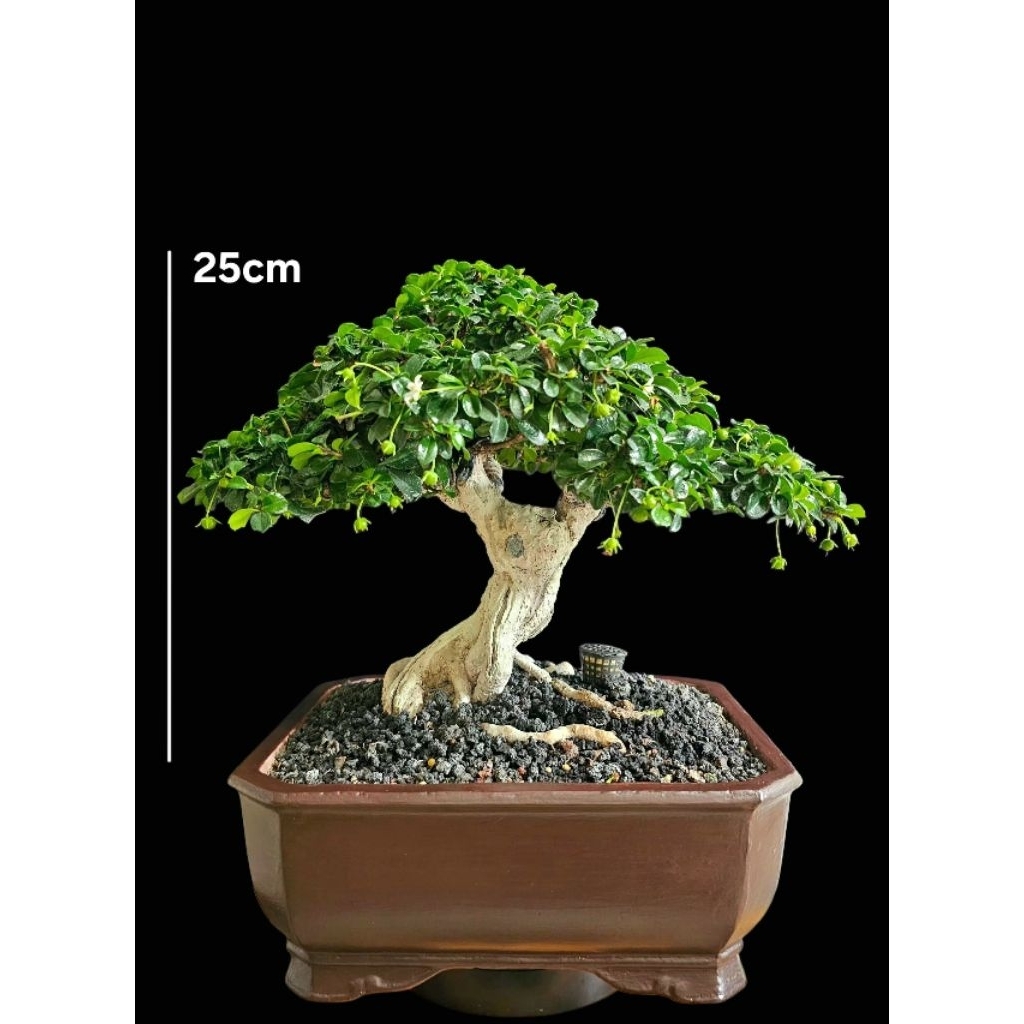 Bonsai Hokianti Mikro Vietnam | Berbuah & Berbunga