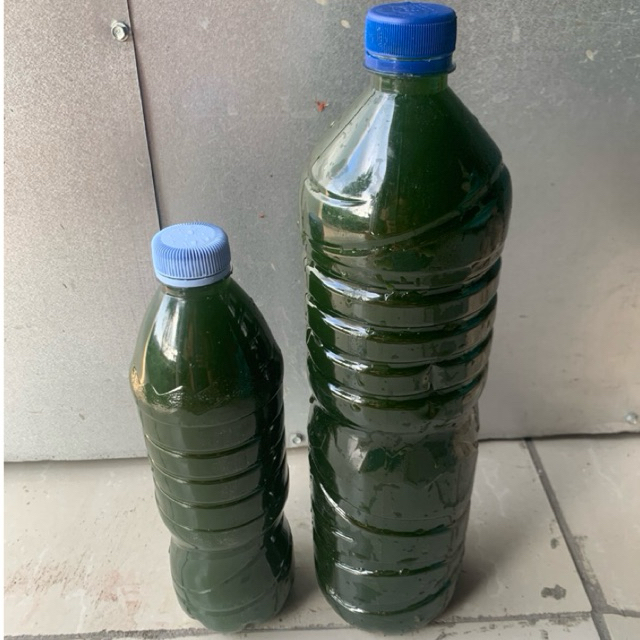 Chlorella 1,5 Liter / Green Water Chlorella/ Air Hijau Chlorella Murah