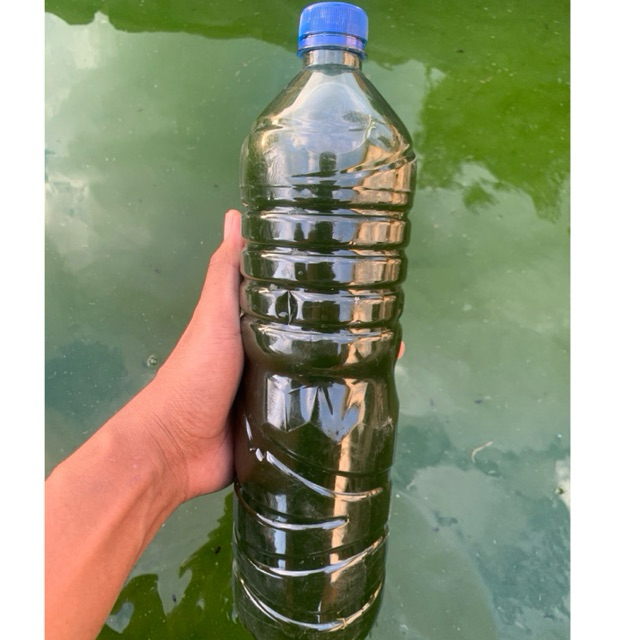 Chlorella 1,5 Liter / Green Water Chlorella/ Air Hijau Chlorella Murah