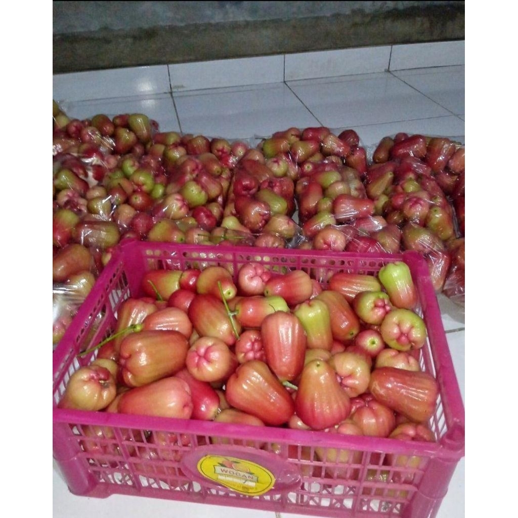 Buah Jambu khas DEMAK enak