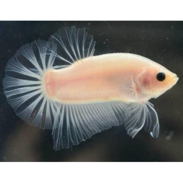 Ikan cupang giant warna celo (1 Pair) grade indukan siap breeding