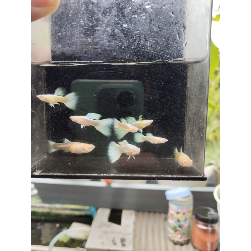 Guppy Albino Full Platinum