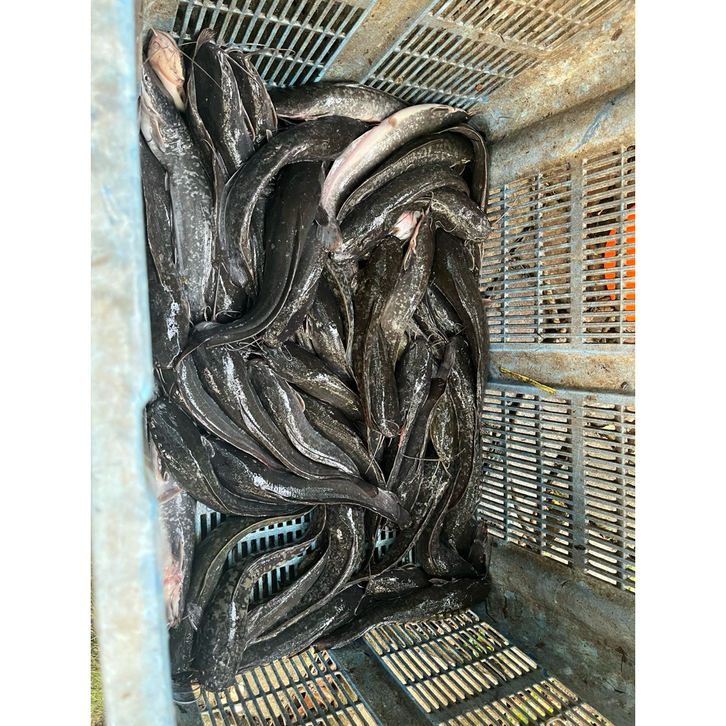 Lele Konsumsi Hidup 5 Sampai 10 Ekor Per-Kg Daging Tebal Segar Fresh Murah