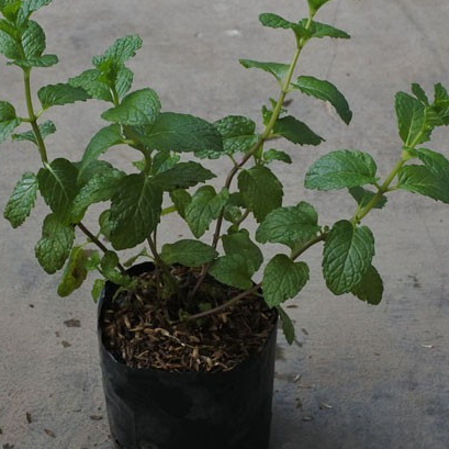 Tanaman hias aromatik - tanaman daun mint ( Peppermint mentha ) 1 pcs