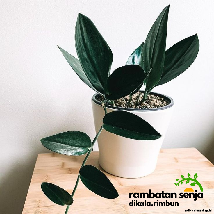 Tanaman Hias Scindapsus Treubii Darkfoam / Scindapsus Black