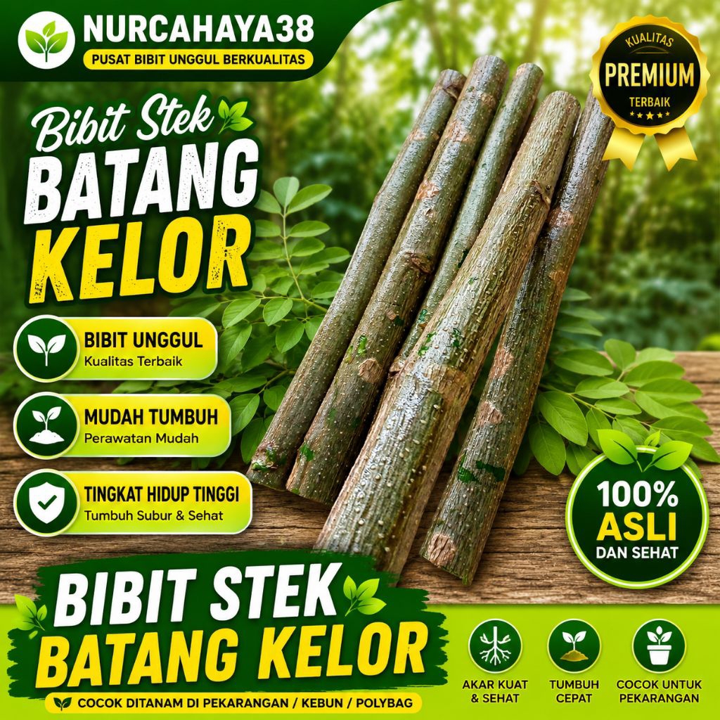 bibit kelor | bibit stek batang kelor | bibit stek pohon kelor segar 30 CM