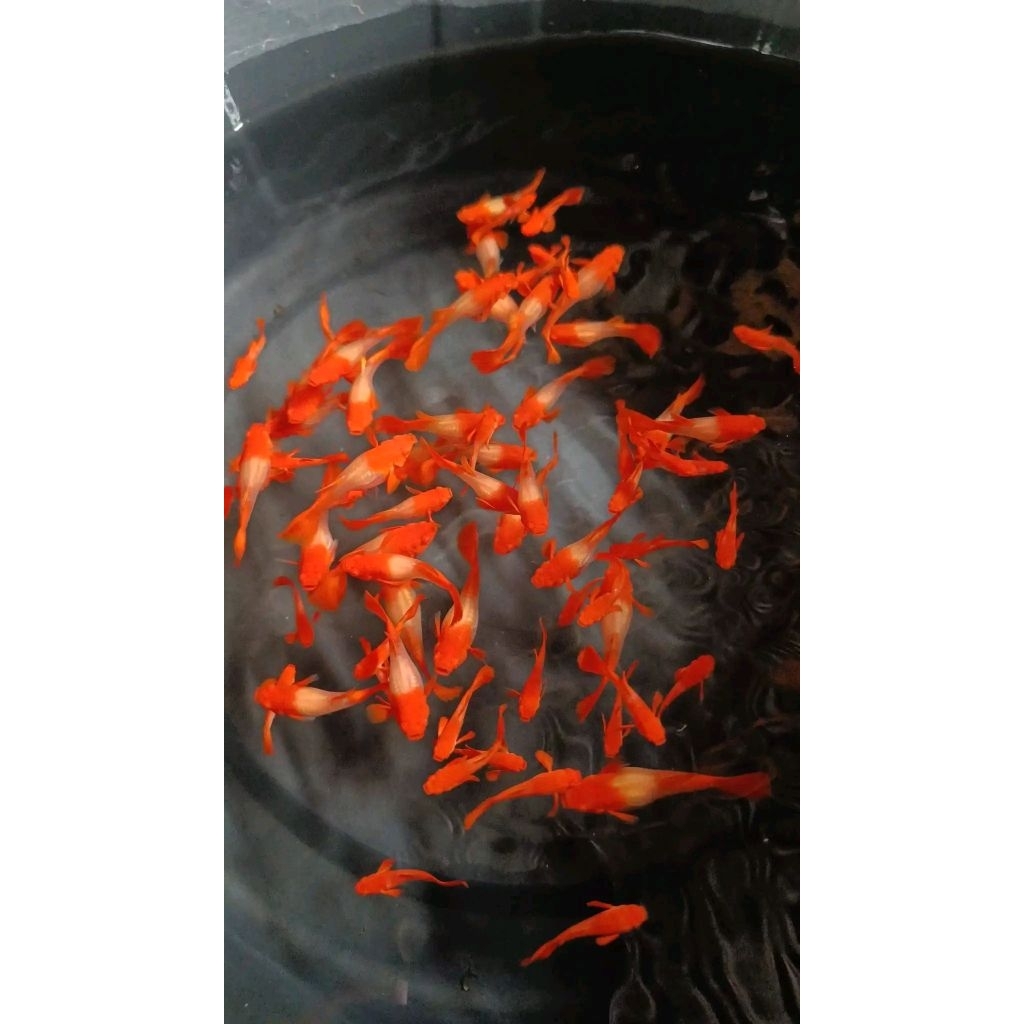 Albino Red Ear