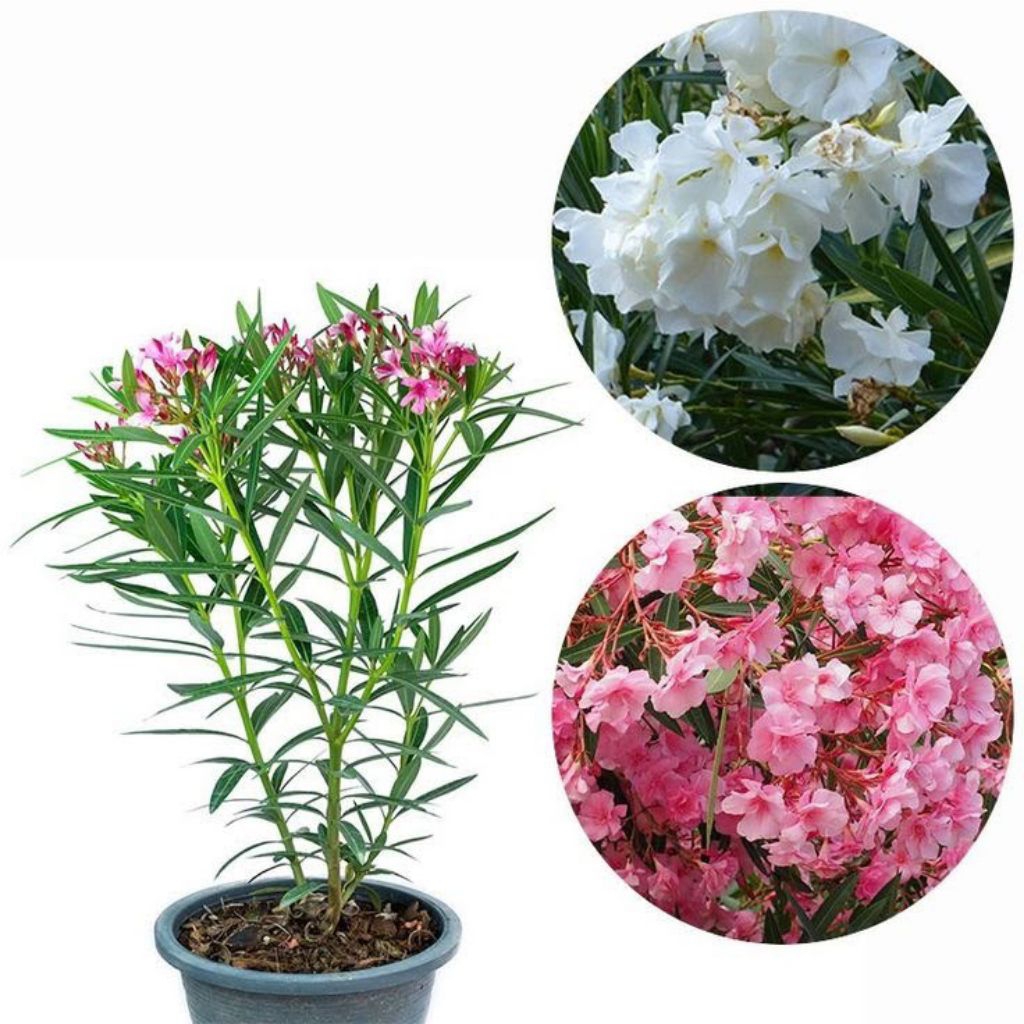 tanaman hias nerium Oleander bunga mentega bermacam - macam warna bunga