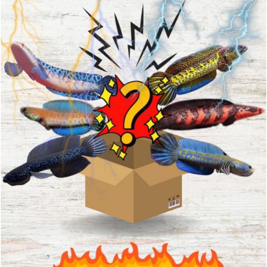 Misteri Box Channa Lil Aquatic Pwr Bahan Gondrong