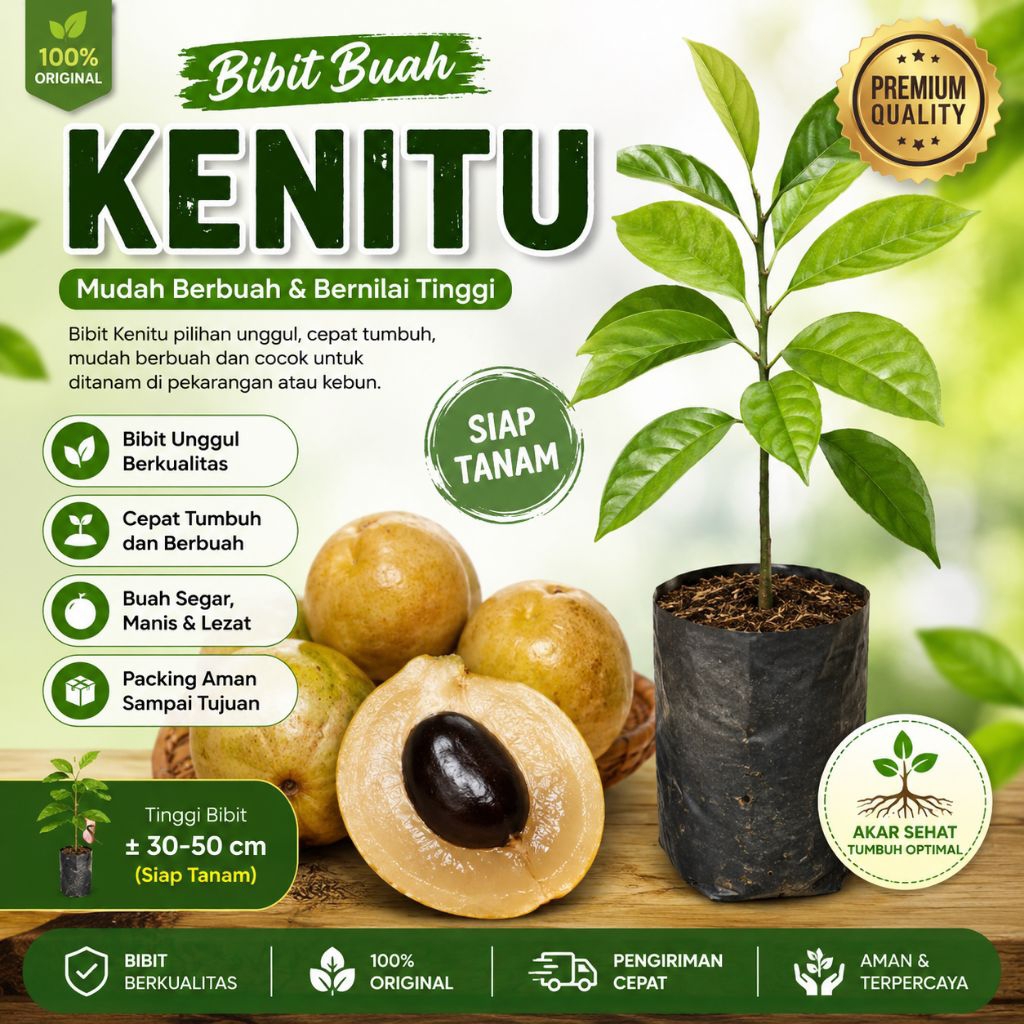 bibit buah kenitu okulasi/ bibit kenitu okulasi/ bibit kenitu siap tanam