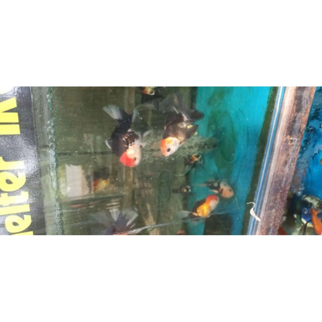 ikan mas koki tri color size 10-11 CM