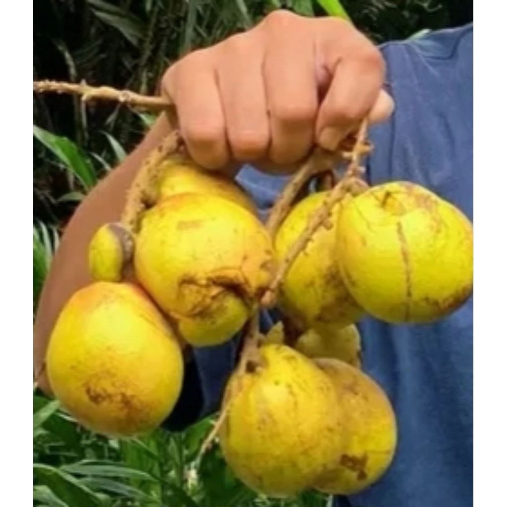 bibit matoa kuning jumbo cangkok