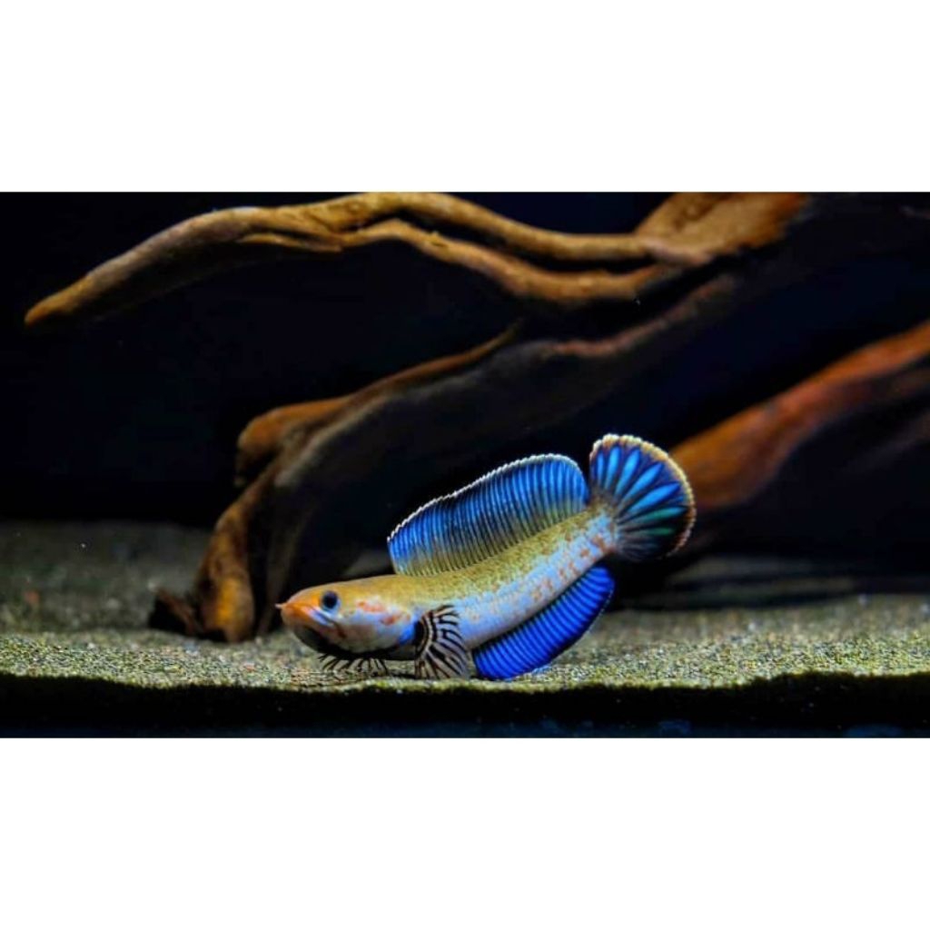 Ikan chana Andrao 3-6cm Kondisi Baik, Jaminan Kualitas