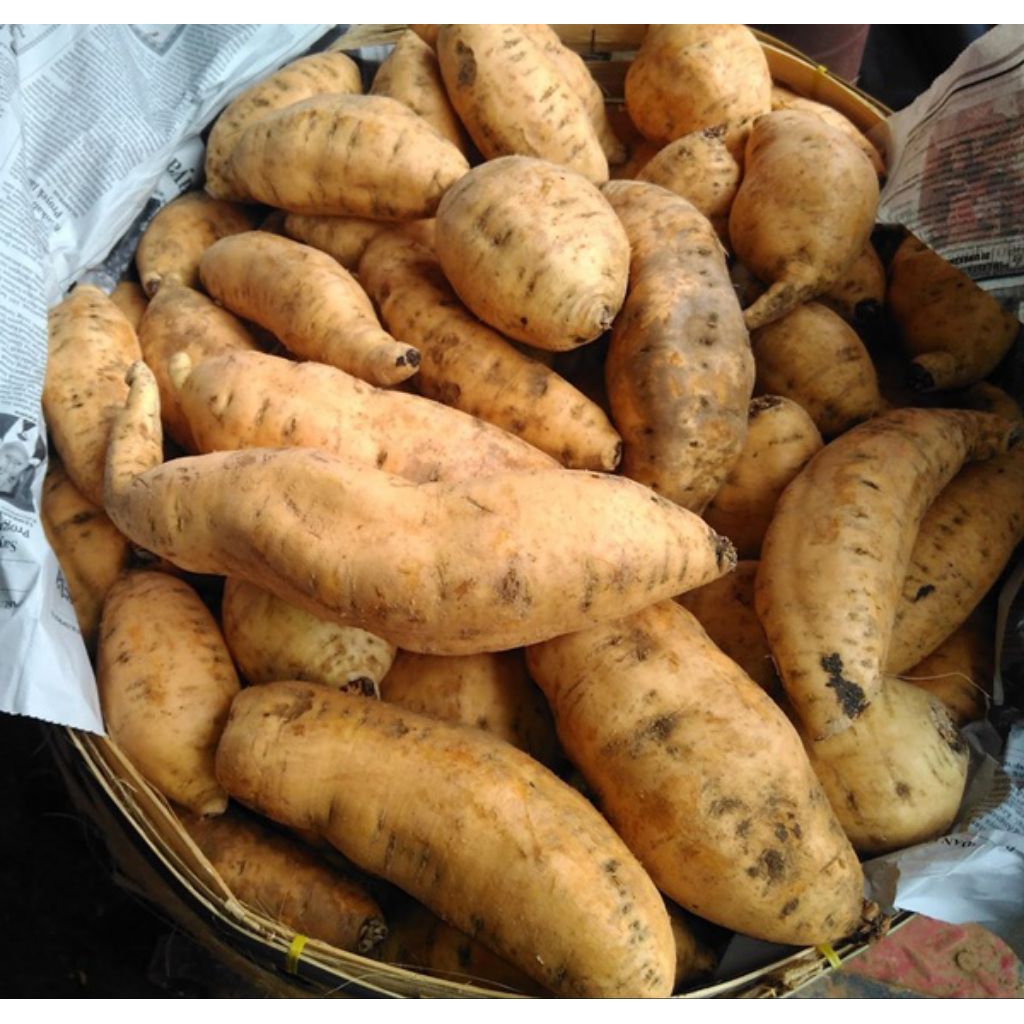 1 KILO Ubi Madu Cilembu Kuning | Ubi Ungu Jalar