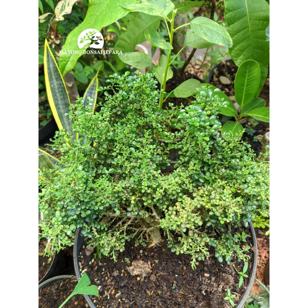 Bonsai muraya micro kemuning super micro Japan