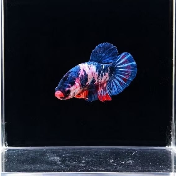 Cupang Giant HMPK Koi Galaxy Male