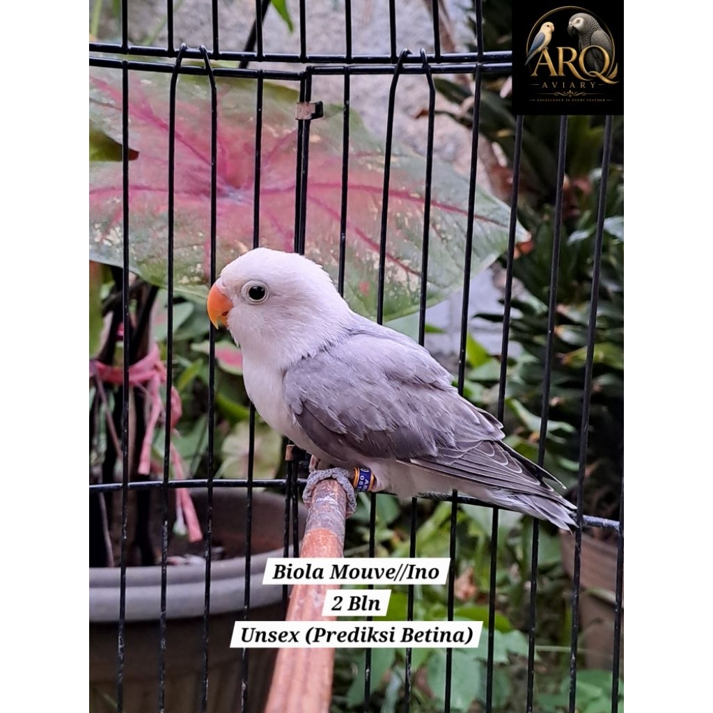 Lovebird Paud Biola Mouve//Ino