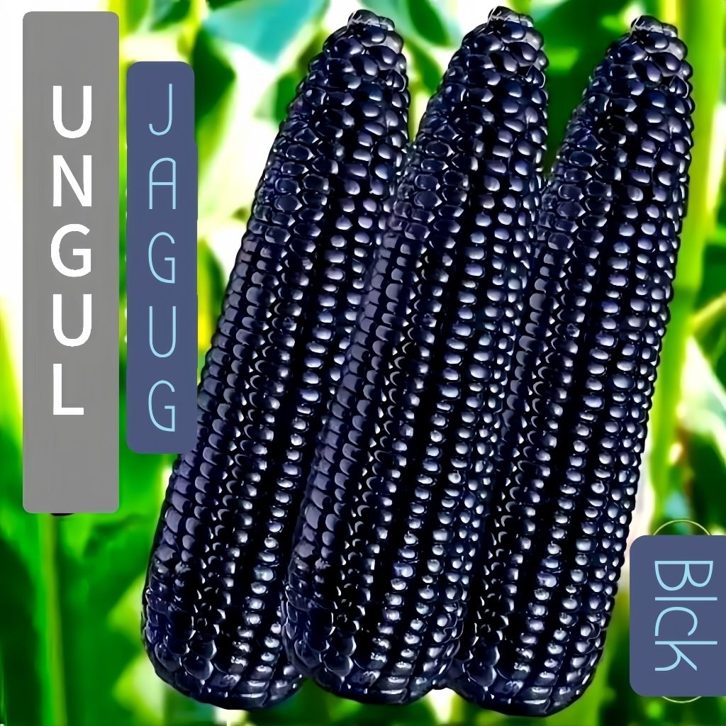 Benih Jagung Ketan Warna Ungu Benih Jagung Unggul