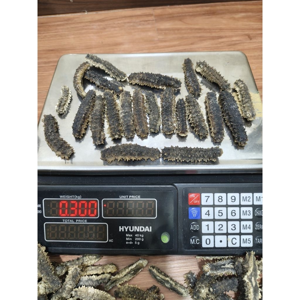 Teripang Duri / Haisom Duri Kering Premium 100gr Kualitas Super