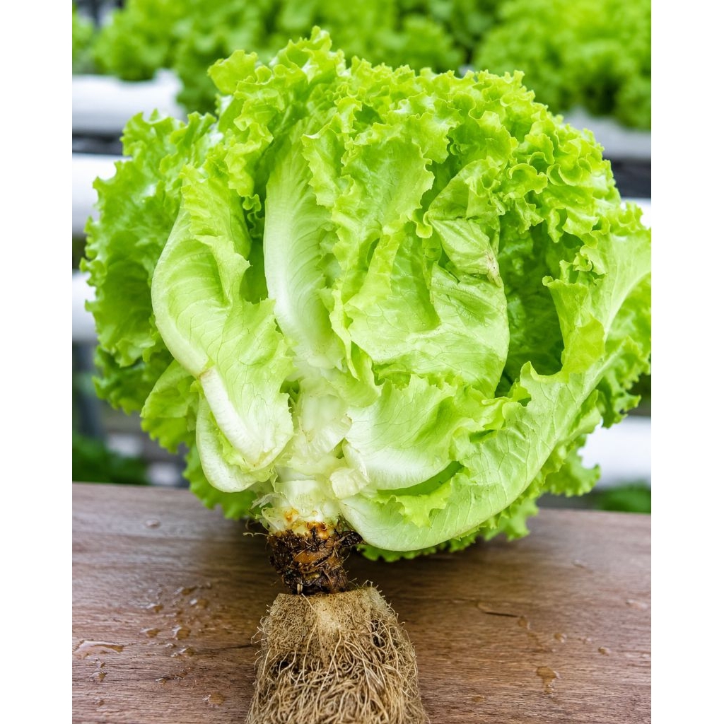 selada segar 1kg