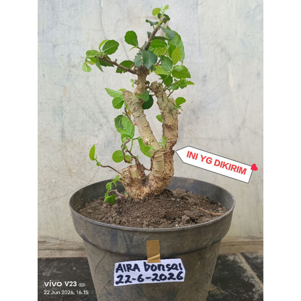bahan bonsai serut dongkelan sudah hidup