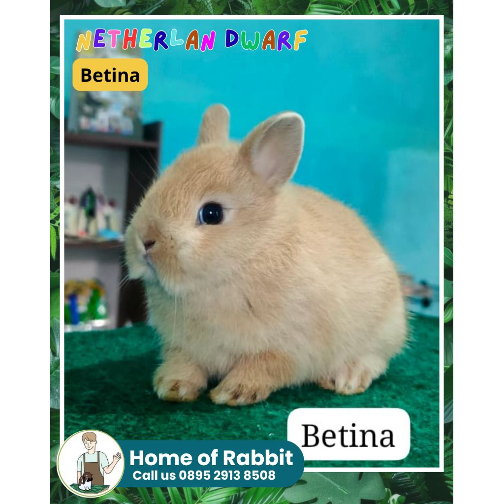 ND kelinci Netherland dwarf