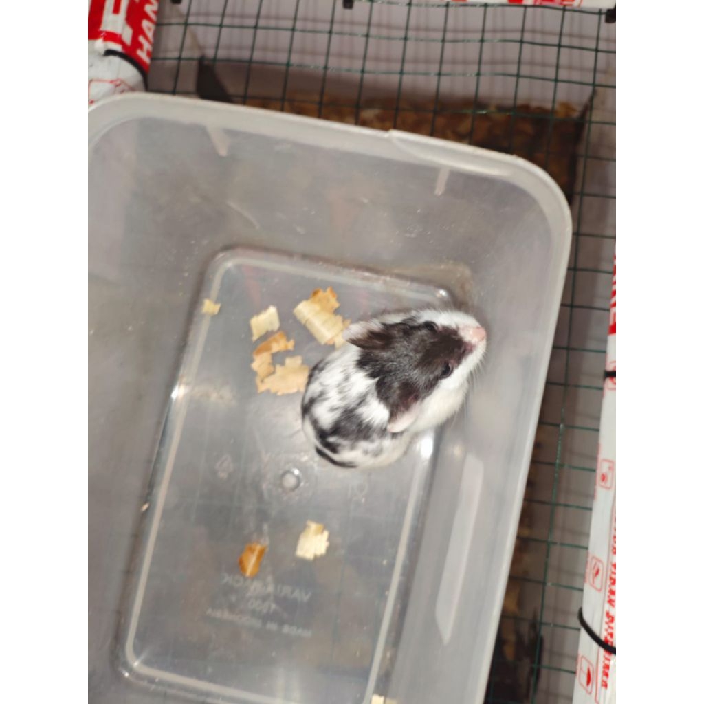HAMSTER CAMPBELL