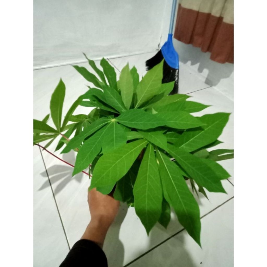 Daun singkong segar