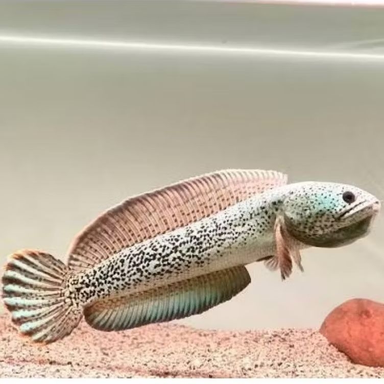 Channa Barca Ori Gondrong Isi 3 Ekor (3-5 cm) bonus pelet