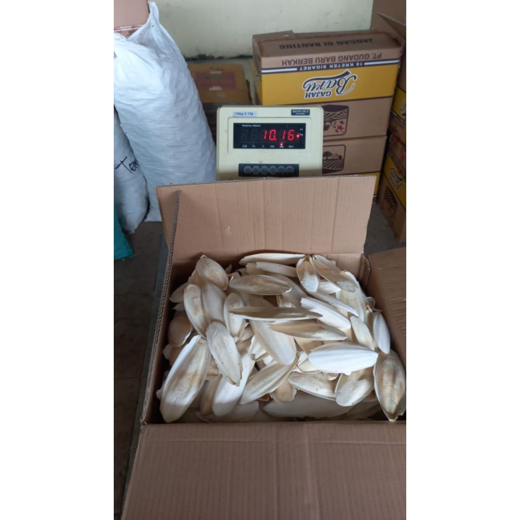 Tulang Sotong 15-20 Cm 1 Kg , Tulang Sotong 1 Kg