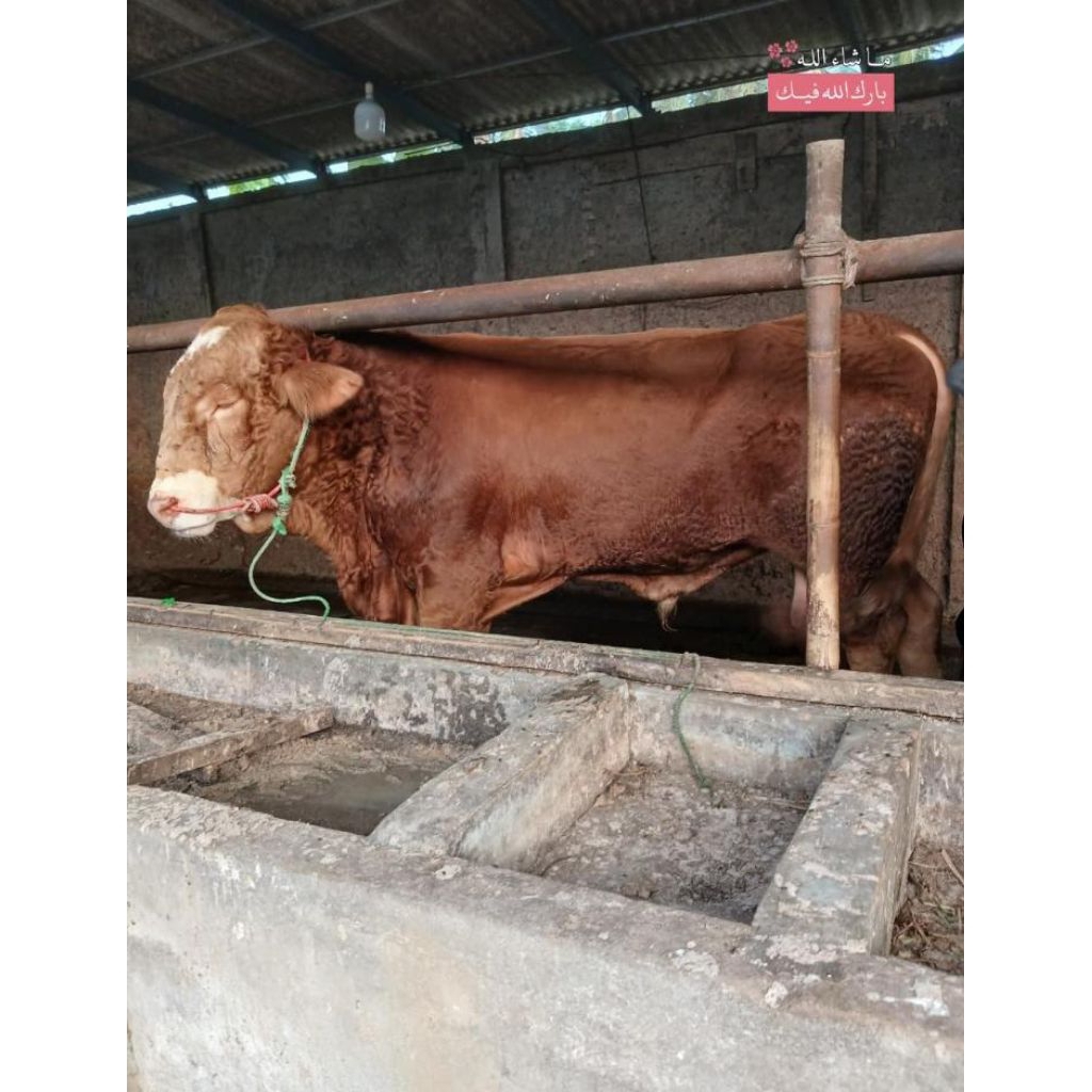 SAPI QURBAN MAULID DAN SAPI QURBAN IDUL ADHA