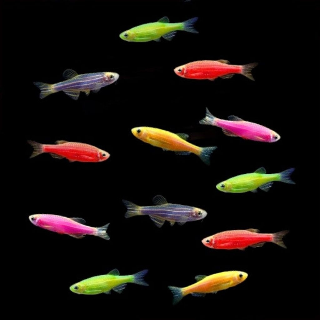 Danio zebra glowfish